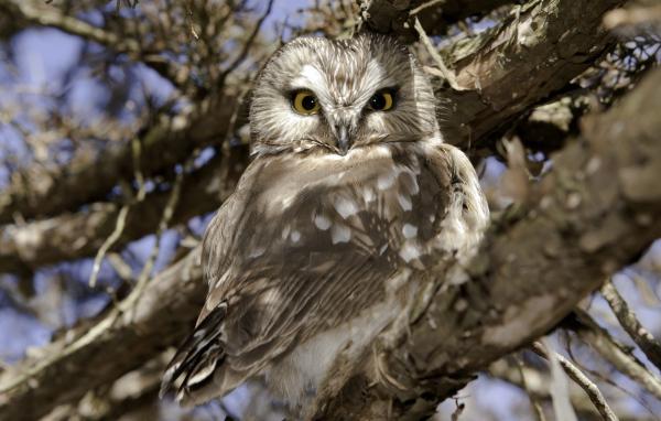 Сова на ветке