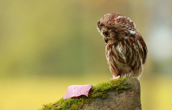 Совенок на пеньке