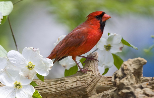 Красная птичка