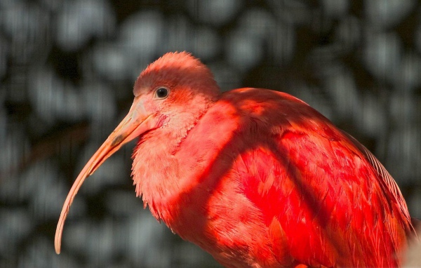 Красное фламинго
