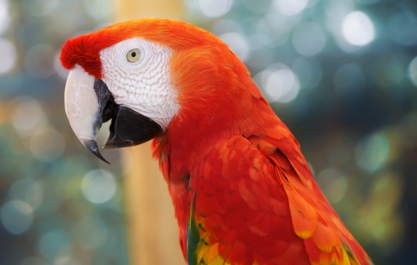 Красный попугай