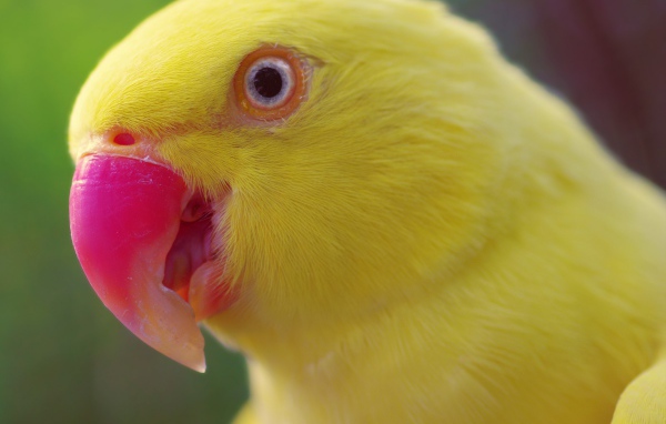 Желтый попугай