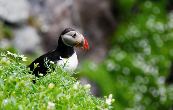 птица Тупик