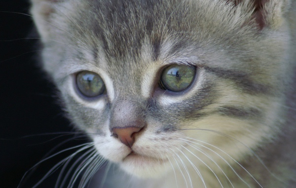 Грустный котик