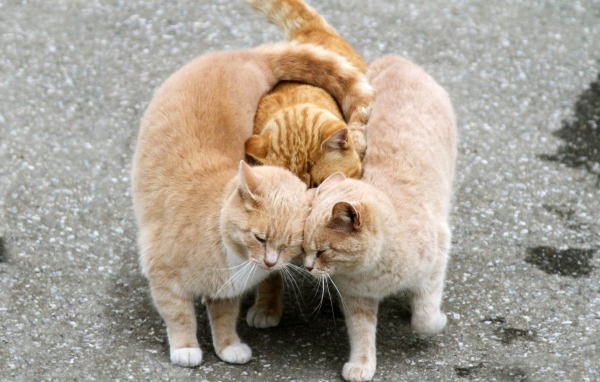 Ласковые кошки