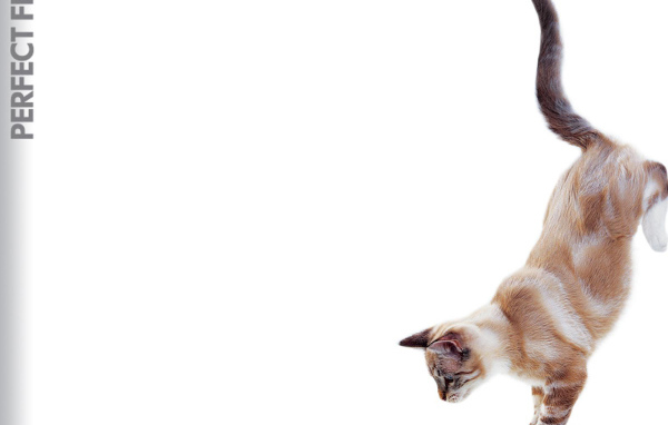 Кошка в прыжке