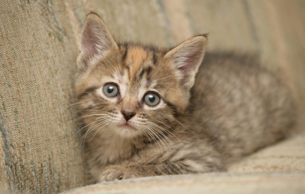 Котик на диване