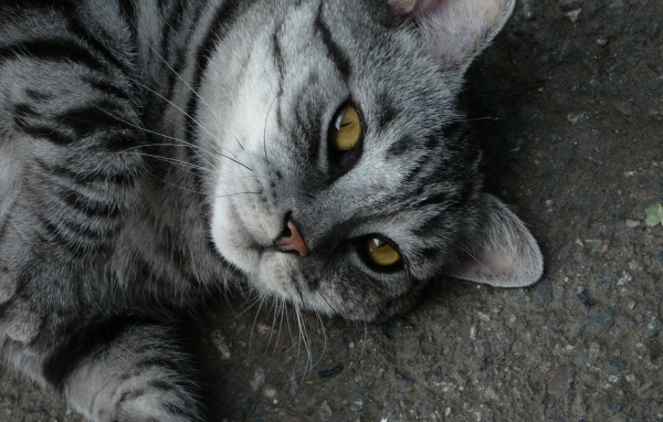 Кот на дороге