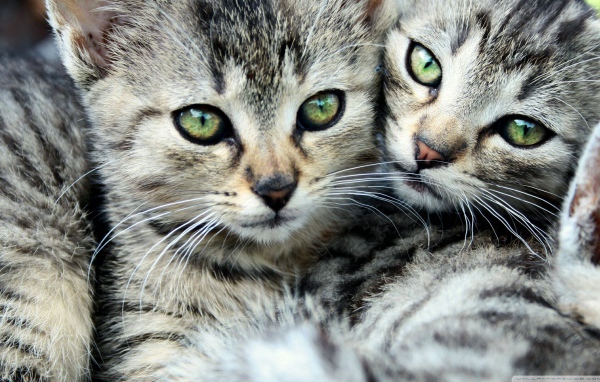 Кошачья семья