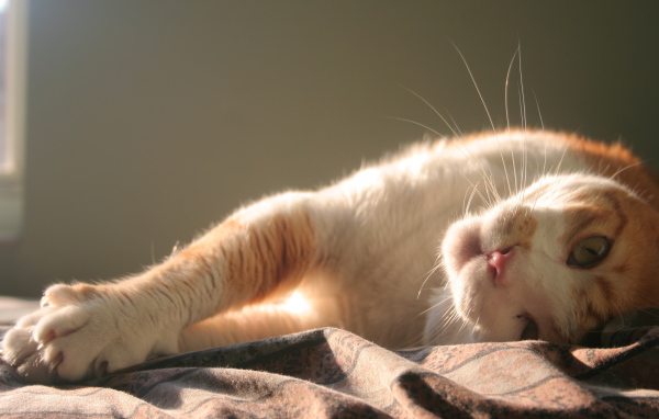 Нежная кошка