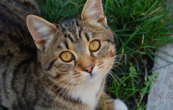 Котенок в траве