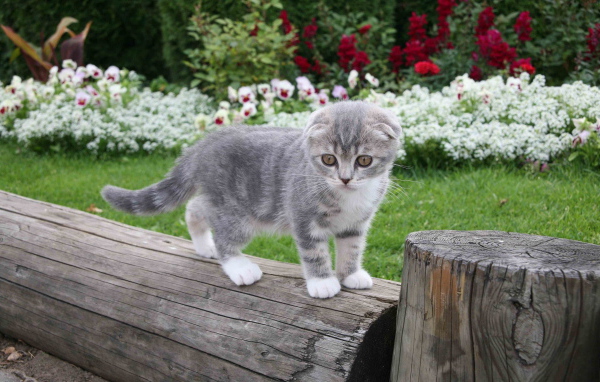 Котенок на бревне