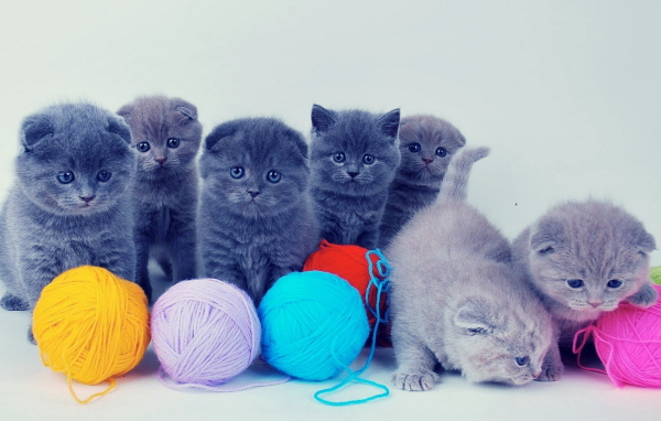 Котята и клубки