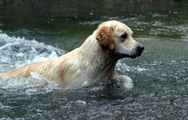 Австралийский лабрадор