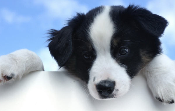 Красивый щенок