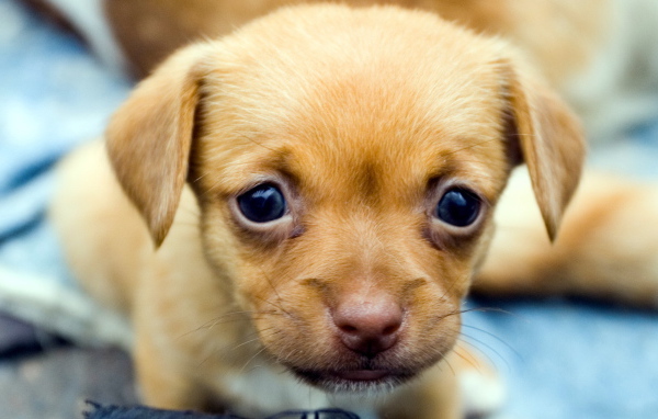 Милый щенок