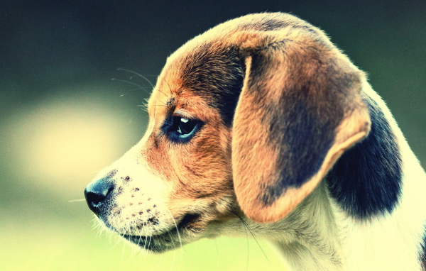 Собака Бигль