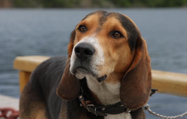 Собака у озера