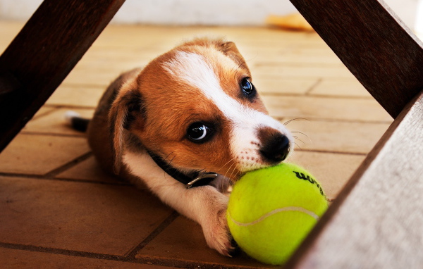 Собака с мячиком