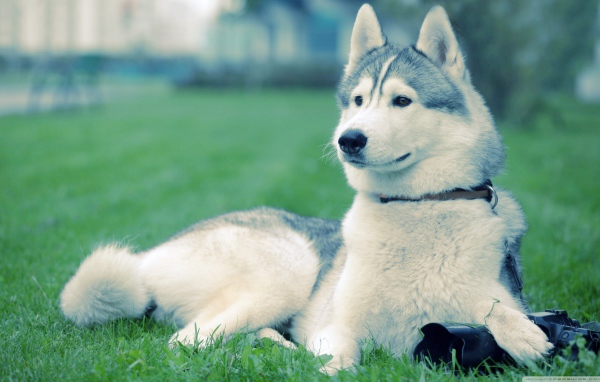 Хаски на траве