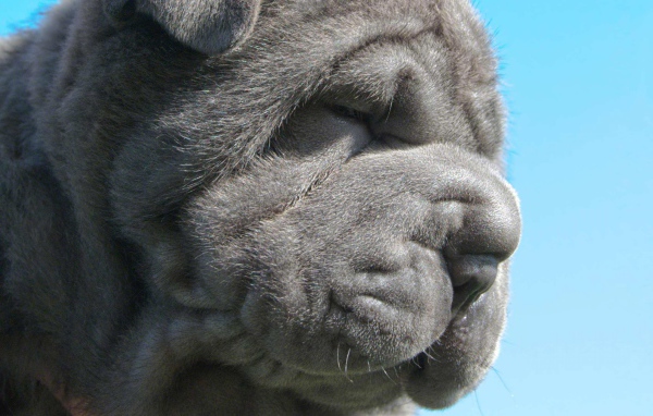 Неаполитанский мастиф