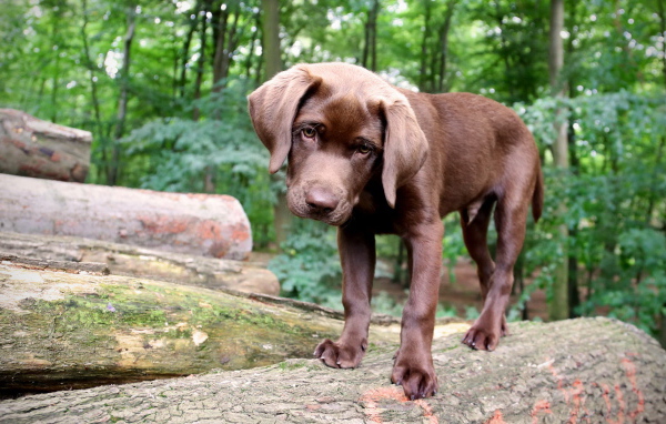 Щенок в лесу