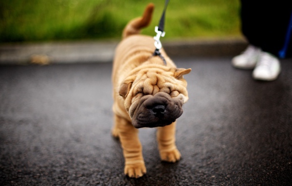 Шарпей на прогулке