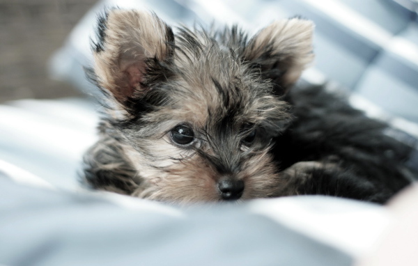 Маленькая собачка