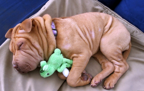 Щенок шарпея