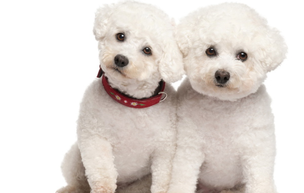 Белые щенки