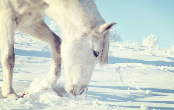 Лошадь на прогулке