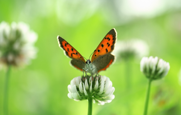 Бабочка и клевер
