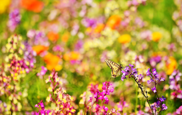 Бабочка и цветы