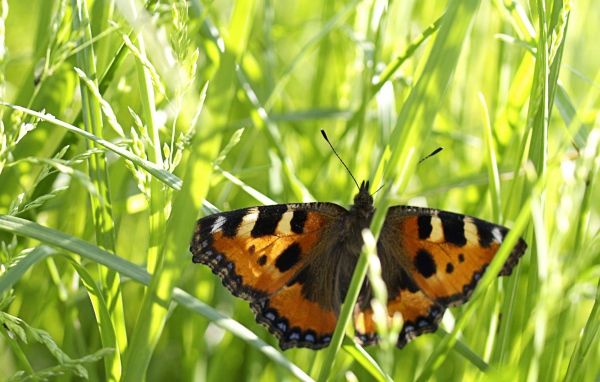 Бабочка в траве