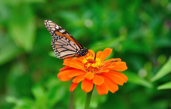 Бабочка на оранжевом цветке