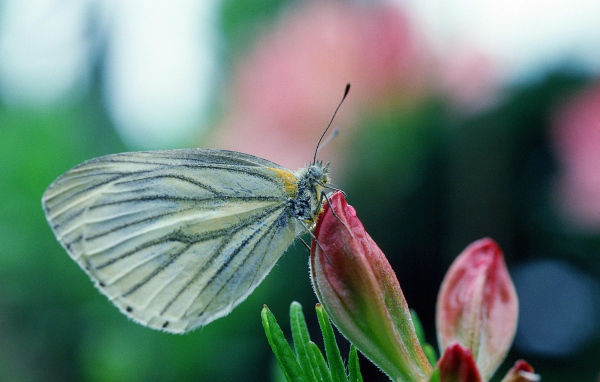 Бабочка у цветка