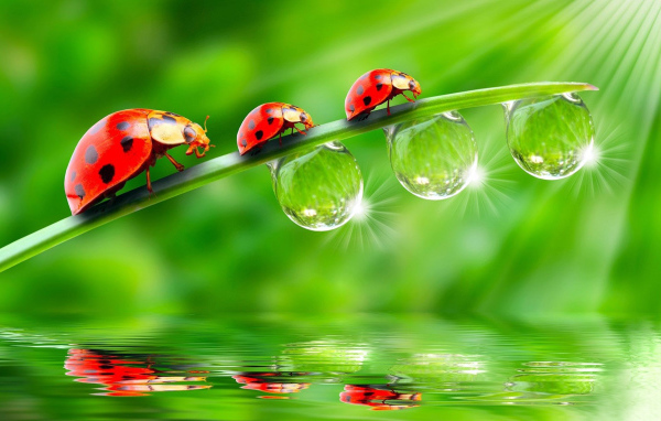 Божьи коровки