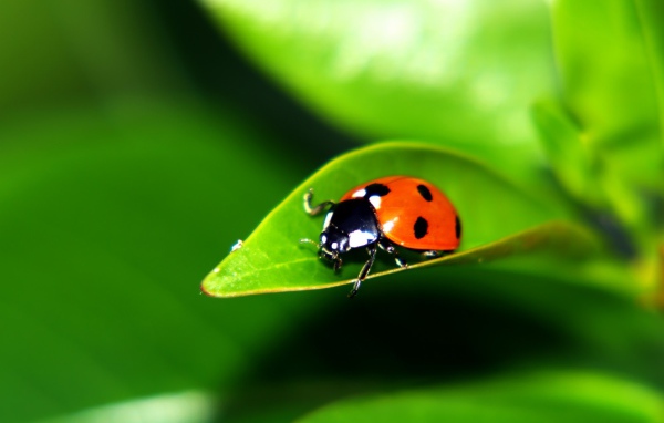 Листок с букашкой