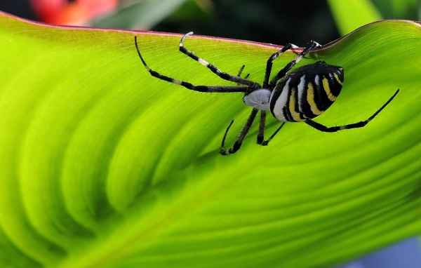 Паук на листке