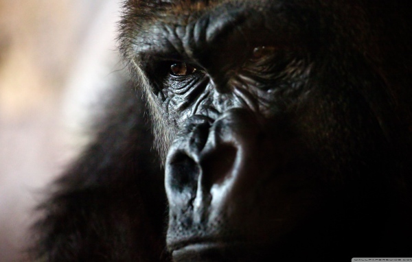 Злая горилла