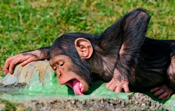 Пьющая обезьяна