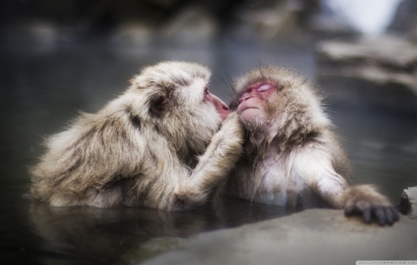 Целующие обезьяны