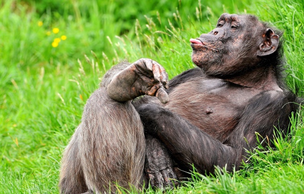 Обезьяна на траве