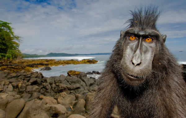 Обезьяна на побережье