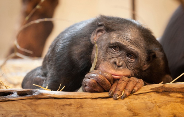 Грустная обезьяна