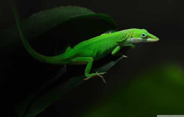 Зеленная ящерица