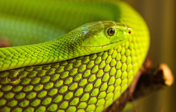 Зеленая змея на дереве 