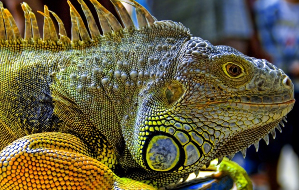 Игуана из Малайзии