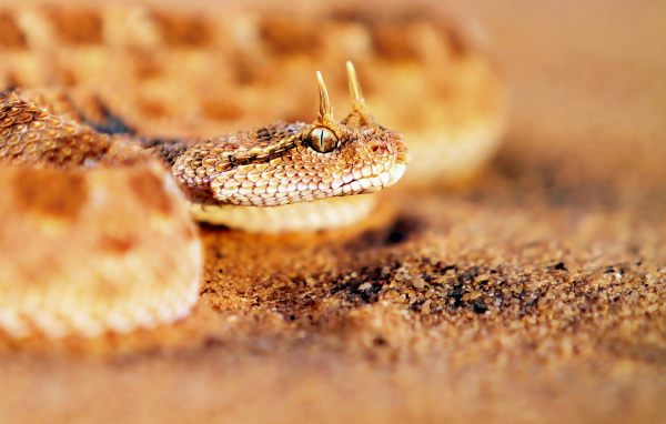 Песчаная рогатая змея