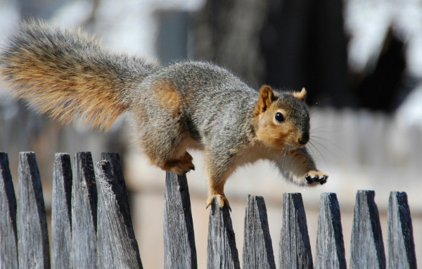 Белка на заборе